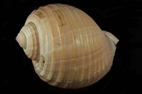 藏品(褐鶉螺)的圖片